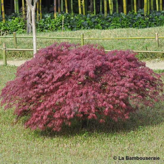 L'Acer palmatum Dissectum Inaba Shidare : C3L