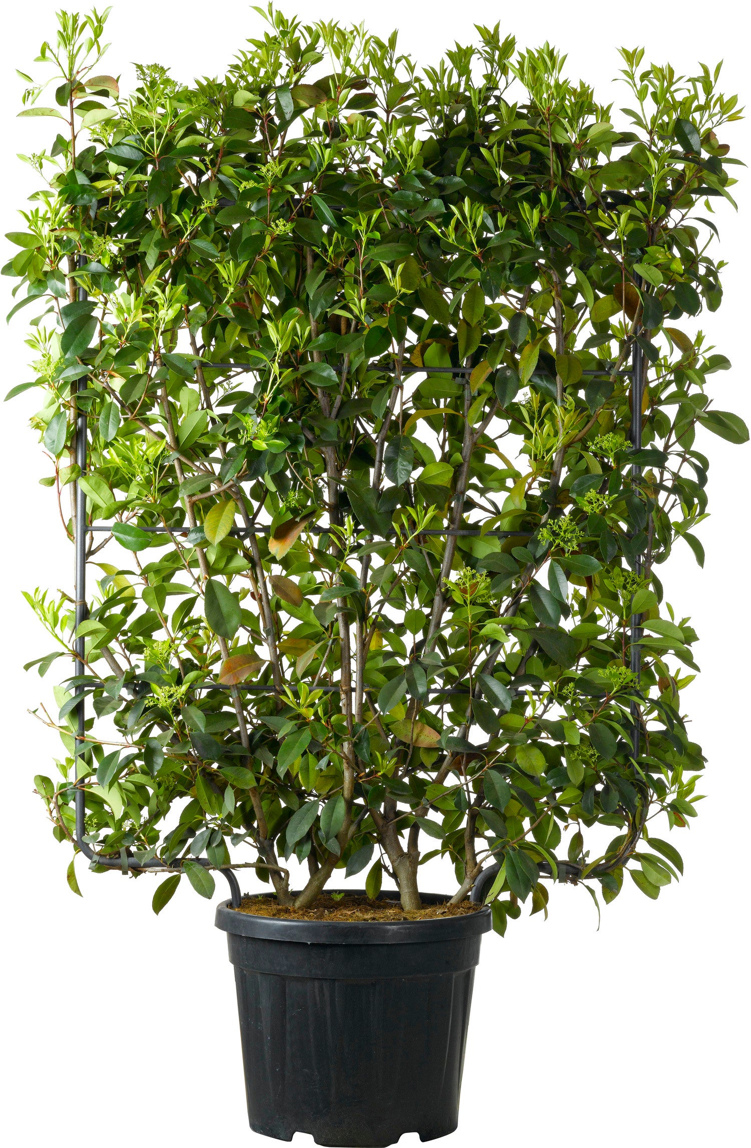 Glansmispel (Photinia x fraseri 'Red Robin') D 30 H 80 cm