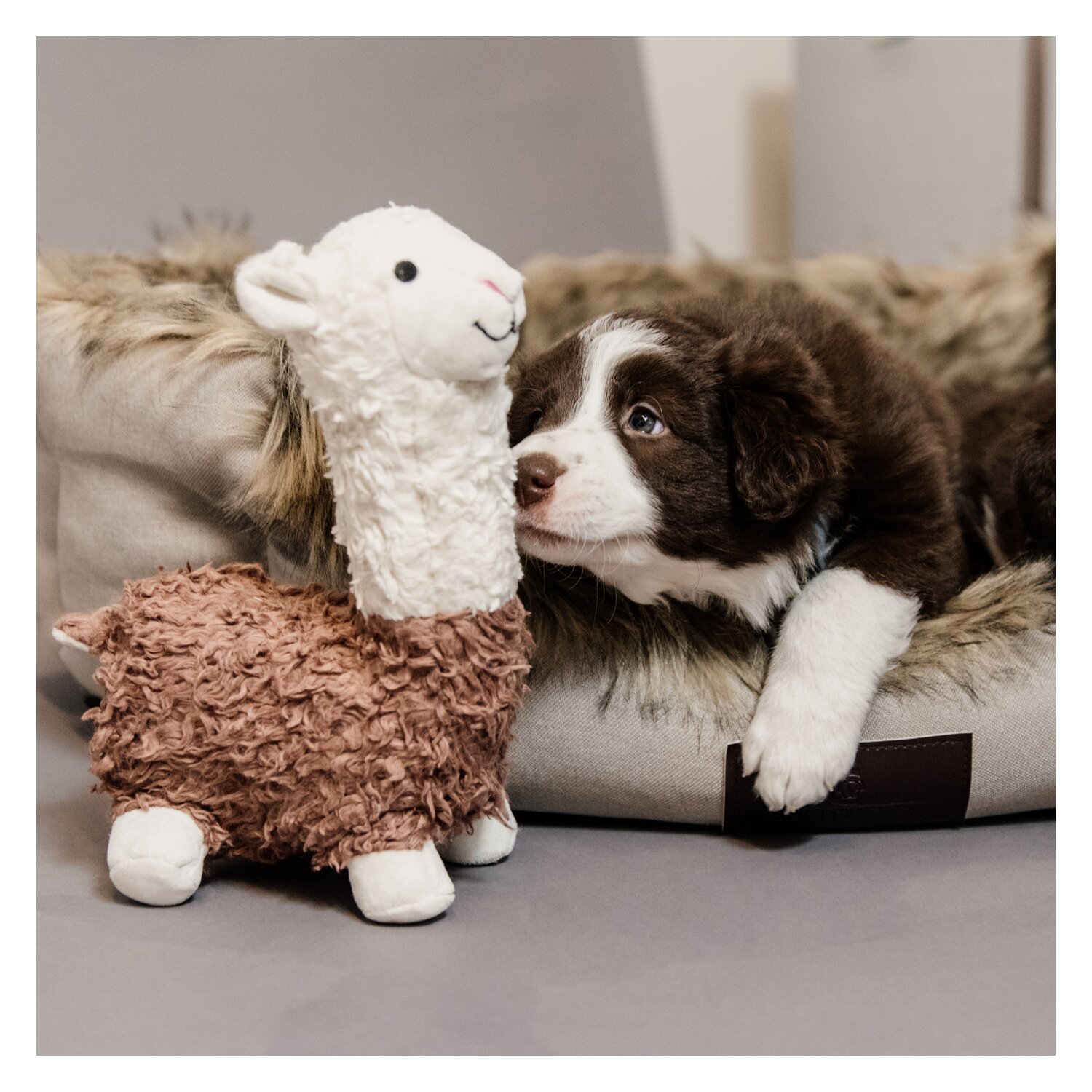 KENTUCKY DOGWEAR Hunde-Softspielzeug Alpaka Alfredo