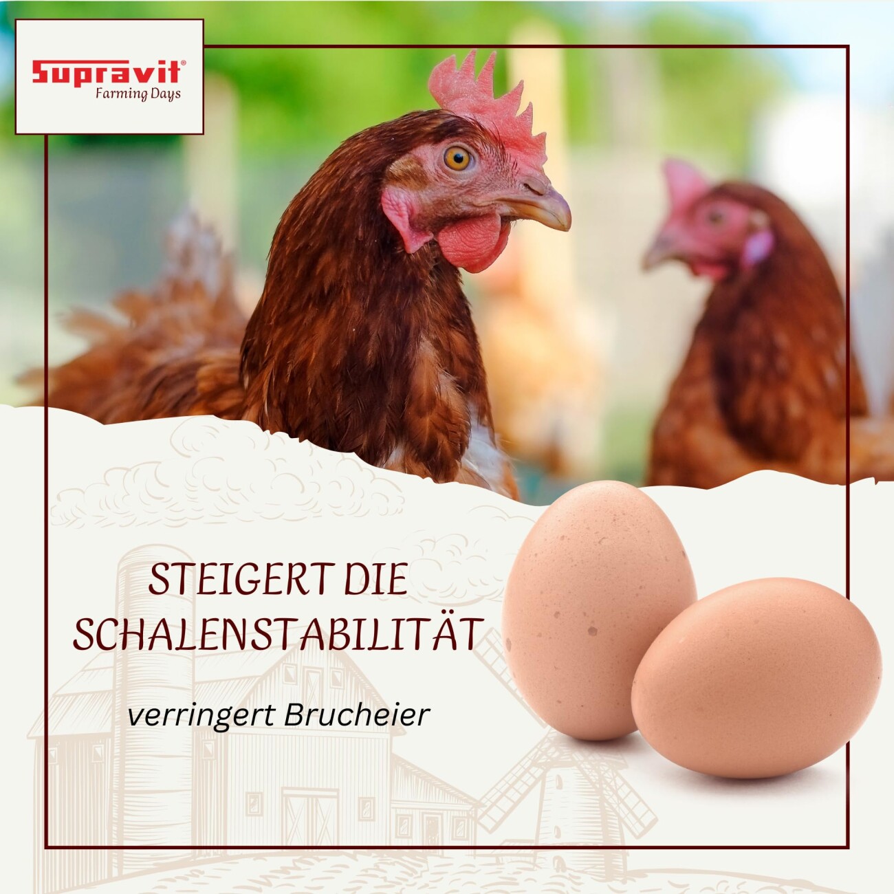 Supravit Hühnergrit Geflügelgrit 4 kg - Muschelkalk für Knochen - Futterkalk Naturprodukt für Hühner