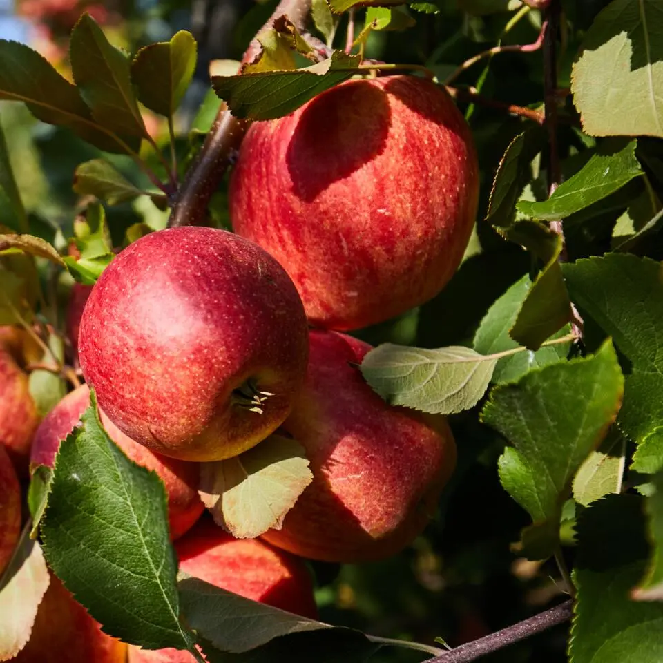 Mix fruitzuilen - Set van 16 - Malus, Pryus, Prunus - Hoogte 60-70cm - ⌀9cm