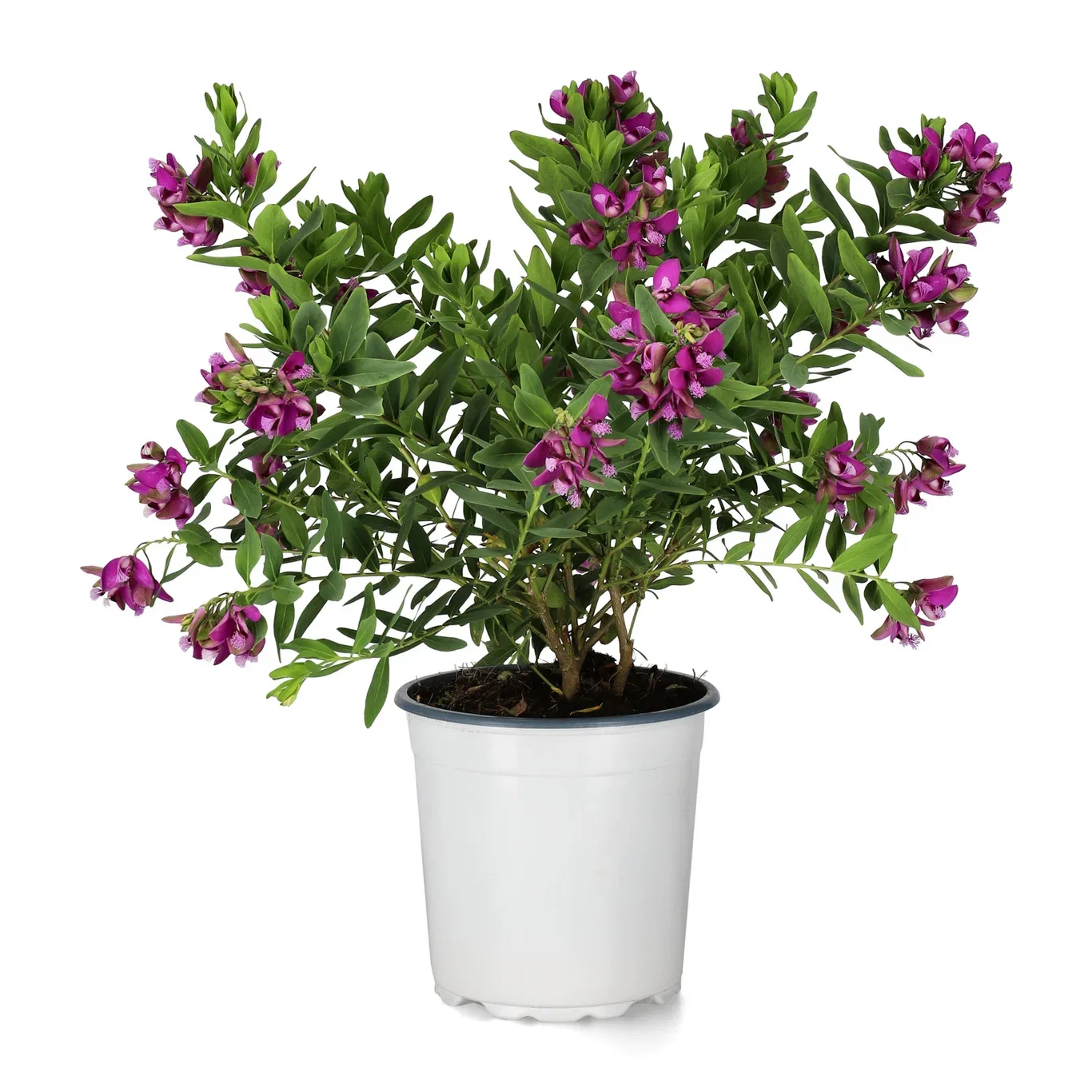 Polygala myrtifolia Polygala myrtifolia Ø17 cm