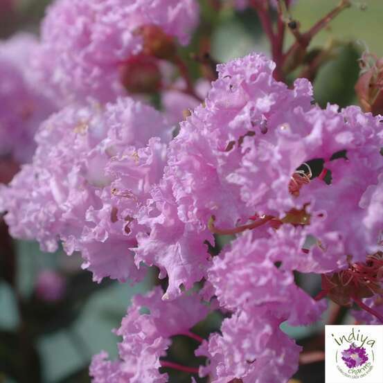Lilas des Indes, pot déco 3L