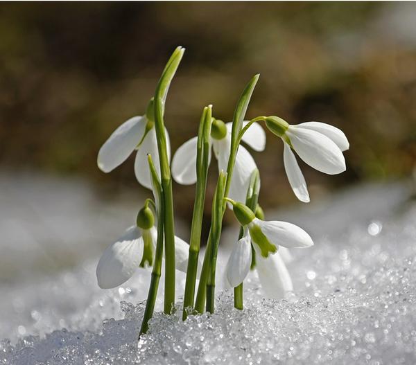 Großblütiges Schneeglöckchen