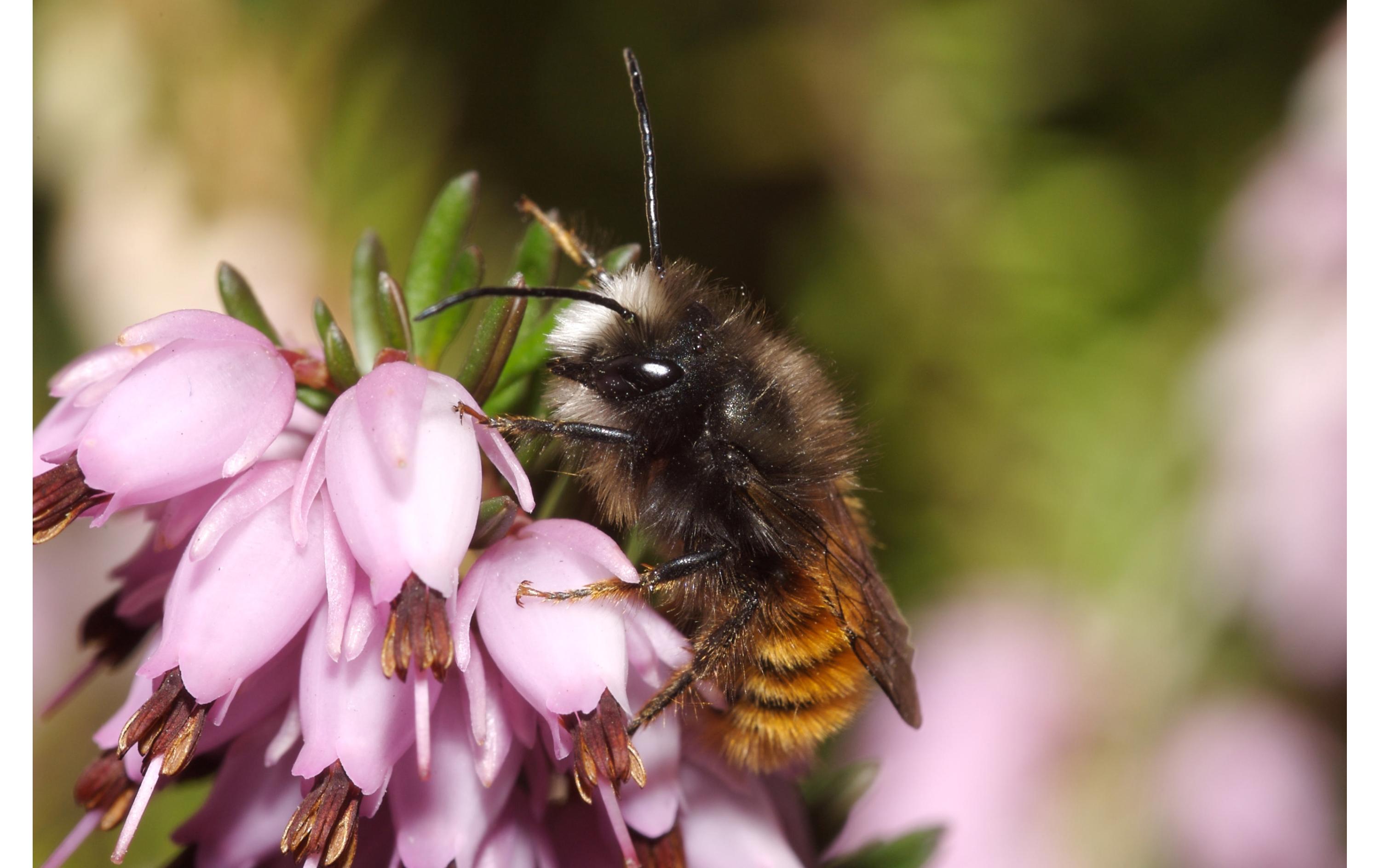 Wildbienenhotel Classic<br>Wildbienen-Häuschen mit Mauerbienen-Population