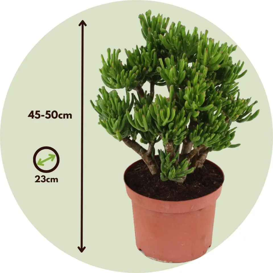 Jadeplant - Crassula ovata 'Hobbit' - Hoogte 45-50cm - ⌀23cm