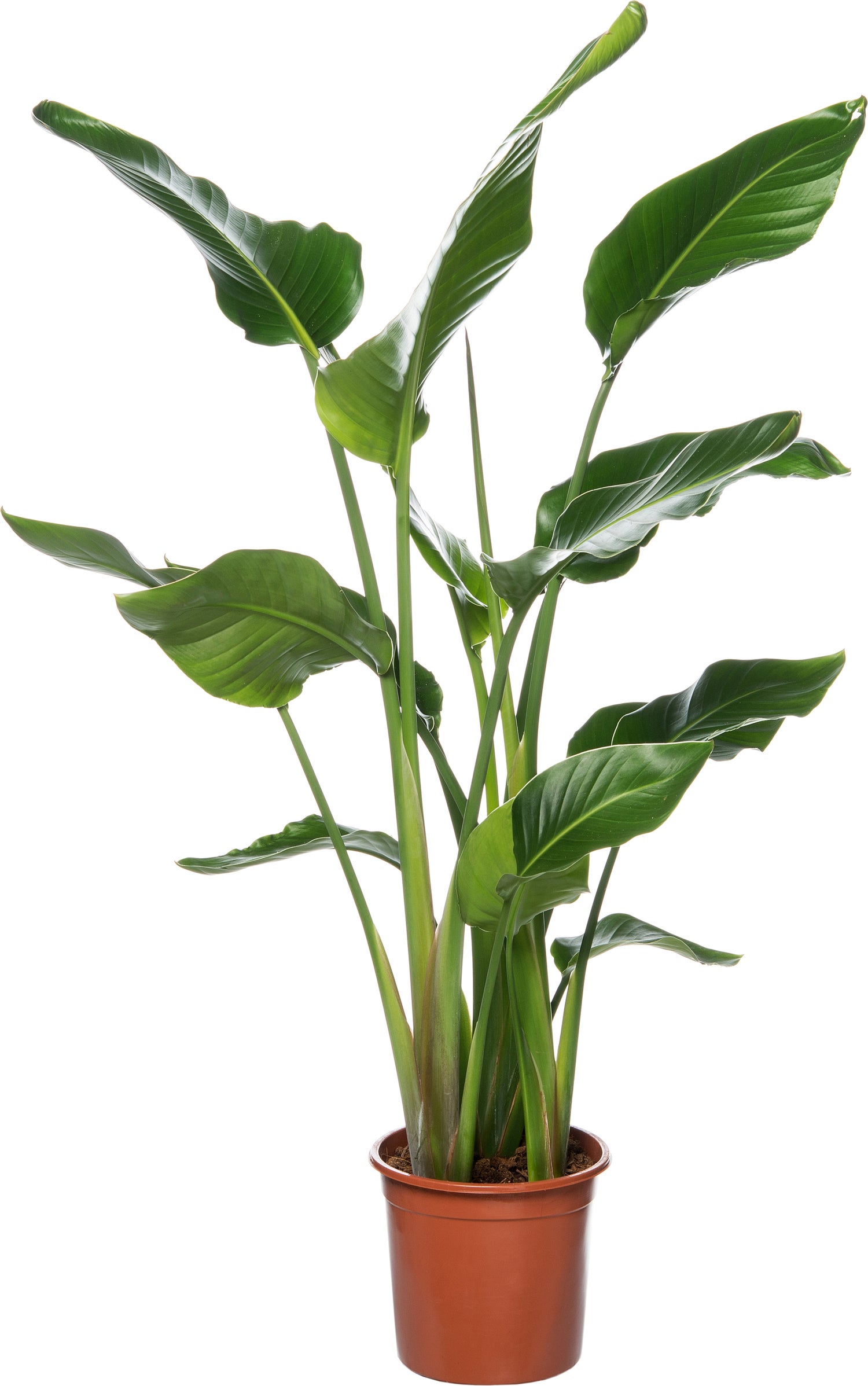 Paradijsvogelplant (Strelitzia nicolai) D 27 H 140 cm