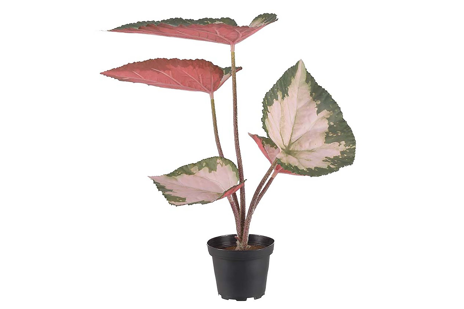 Rexbegonia potteplante Grønn og rosa. H35 cm