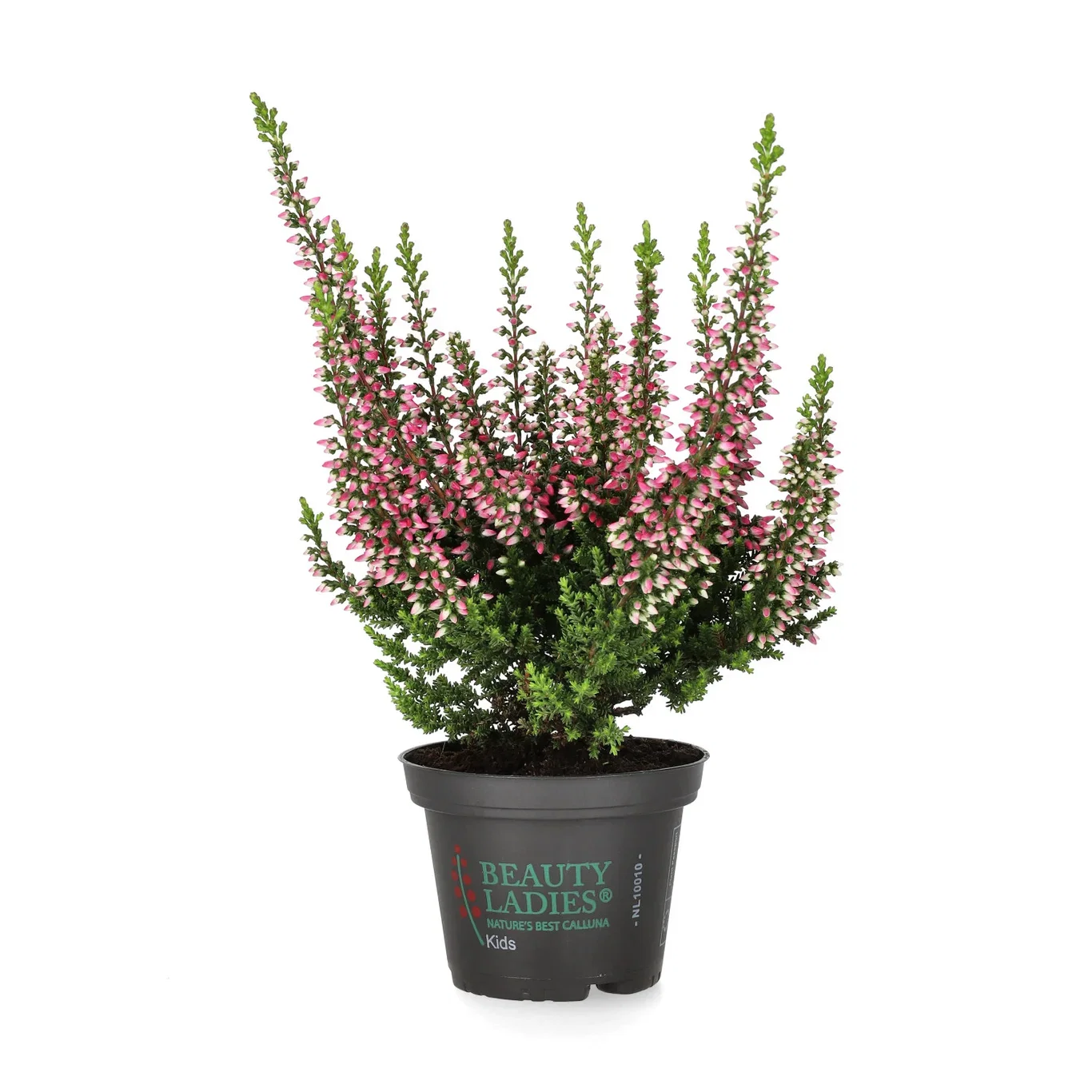 Calluna vulgaris Røsslyng Ø6 cm