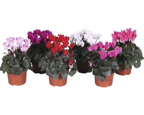 Mini kamercyclaam (Cyclamen persicum) H ca. Pot van 20 cm Ø 10,5 cm, willekeurige selectie van variëteiten