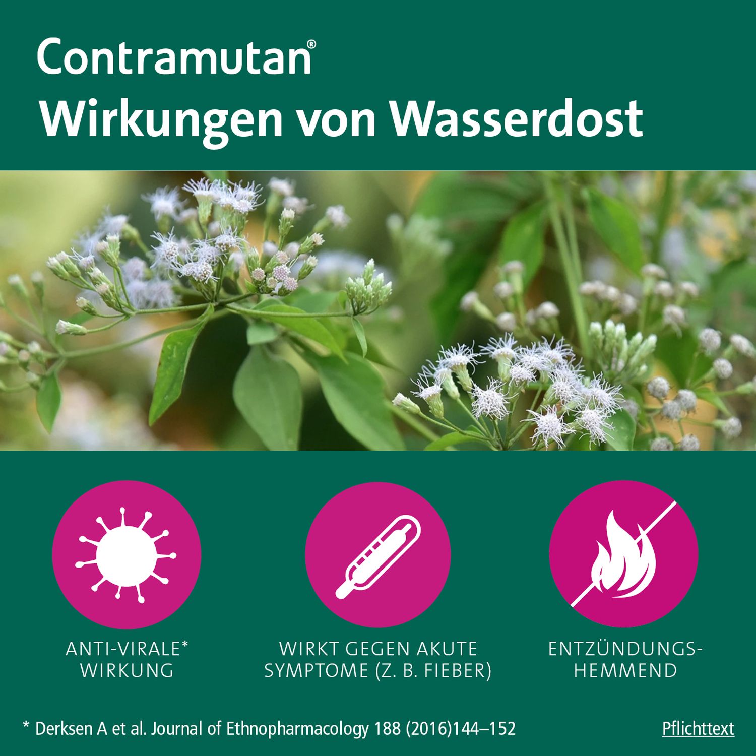 Contramutan® Tropfen