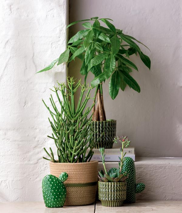 Bleistiftbaum - Euphorbia tirucalli