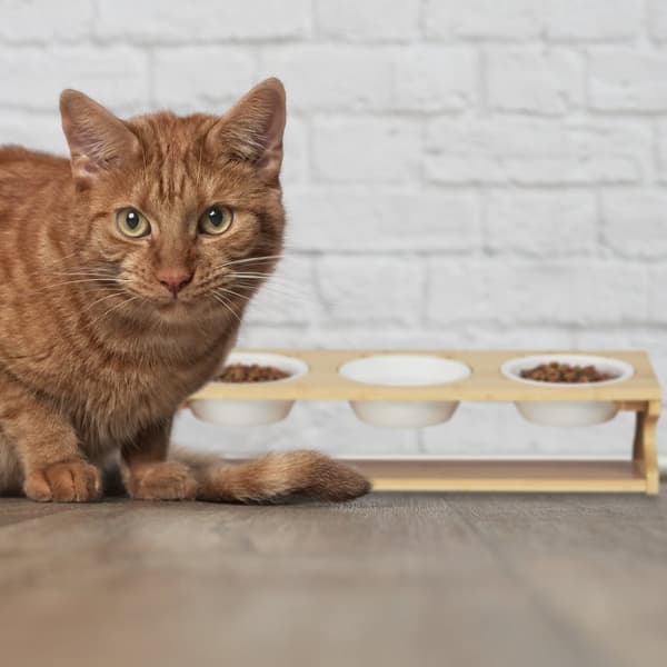 Fôringsstasjon for katter med 3 skåler