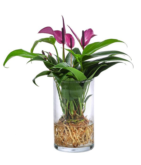 Waterplant Flamingoblume im Glas - Anthurium