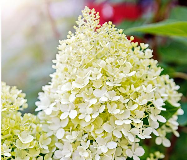 Rispen-Hortensie 'Limelight®'