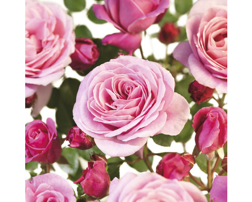 Klimroos 'Our Last Summer' FloraSelf Co 3 L dubbele bloemen