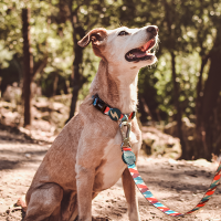 Guia para cães grandes Dashi Mojo