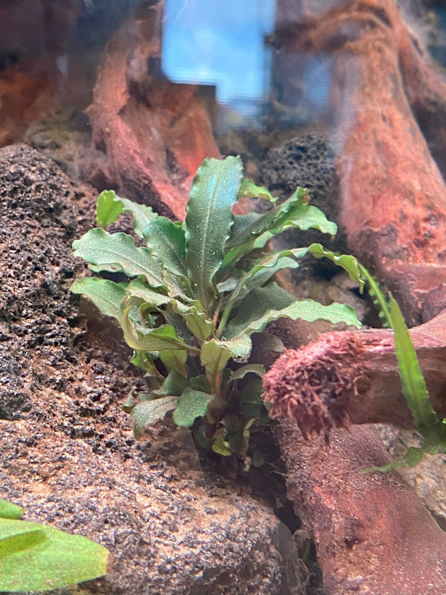 Waterplant Bucephalandra sp. Green Velvet in pot