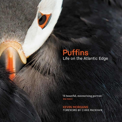 Puffins: Life on the Atlantic Edge (Hardback)