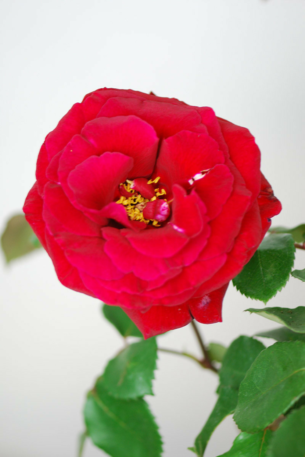Rosier 'simone veil' - 5l
