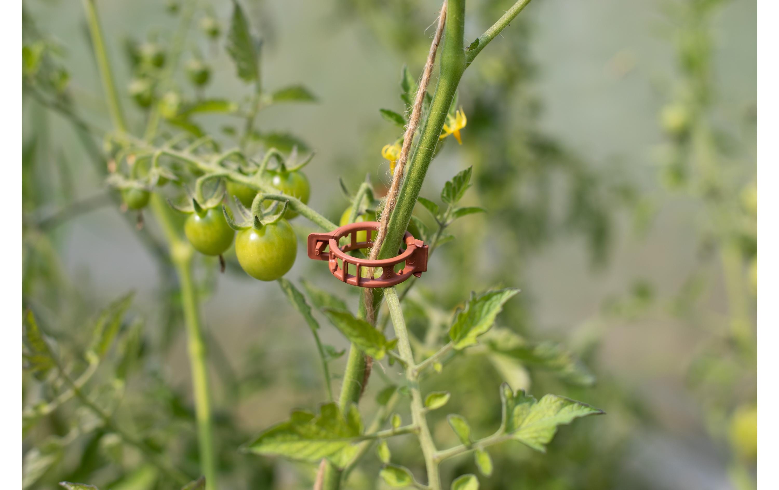 Befestigungs-Clips Ø 25 mm, 25 StückEinfaches Aufbinden der Tomatenpflanzen