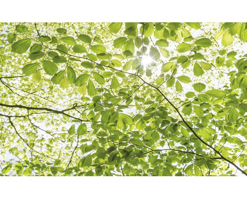 Vliesbehang SHX9-045 In het Lentebos, set van 9 stuks, 450 x 280 cm