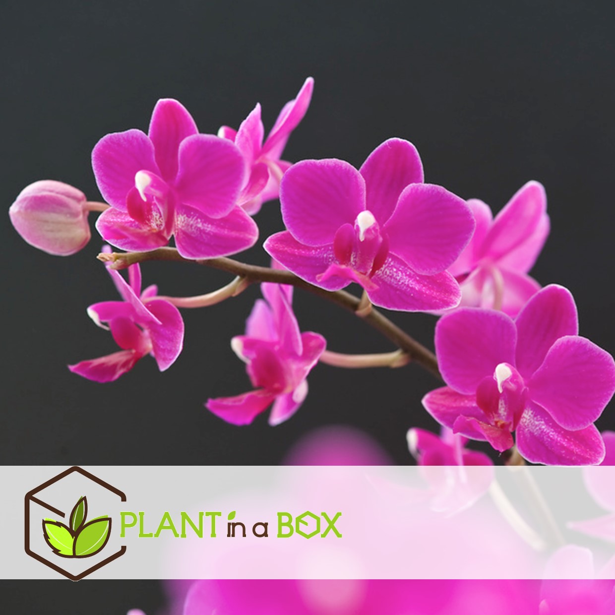 Phalaenopsis - orchidée pourpre - pot 12cm - hauteur 50-60cm
