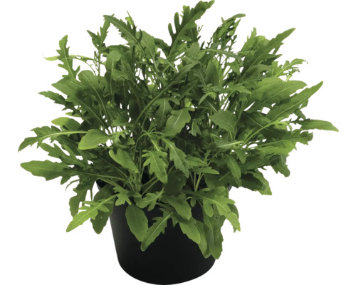 Biologische Rucola FloraSelf Biologische Eruca sativa Ø 12 cm Pot