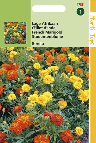 Hortitops  Lage Afrikaan Bonita - Bloemzaden