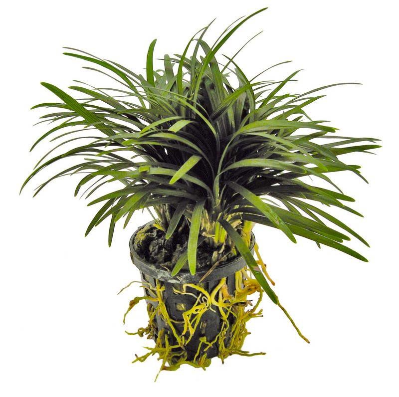 AquastoreXL Plantybox | Plantenpakket