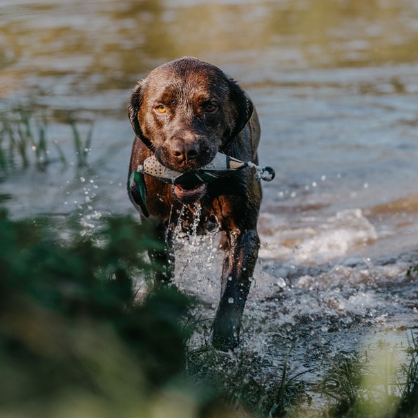 HP&G Training Tool Green Wing Teal<br>Til trening av hund!