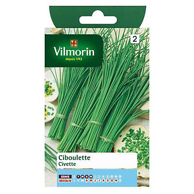Graines de Ciboulette Civette