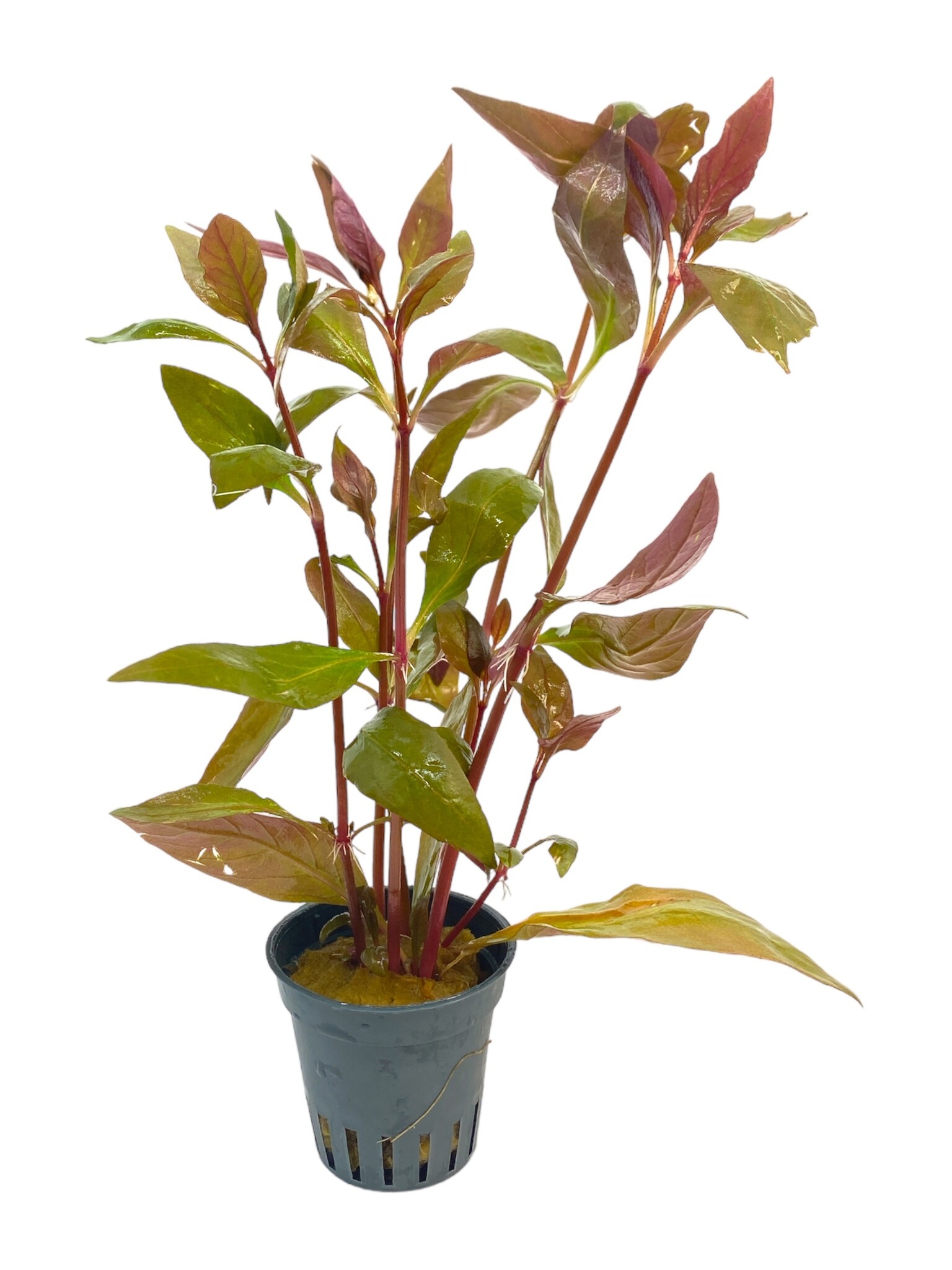 Waterplant Alternanthera Reineckii Lila
