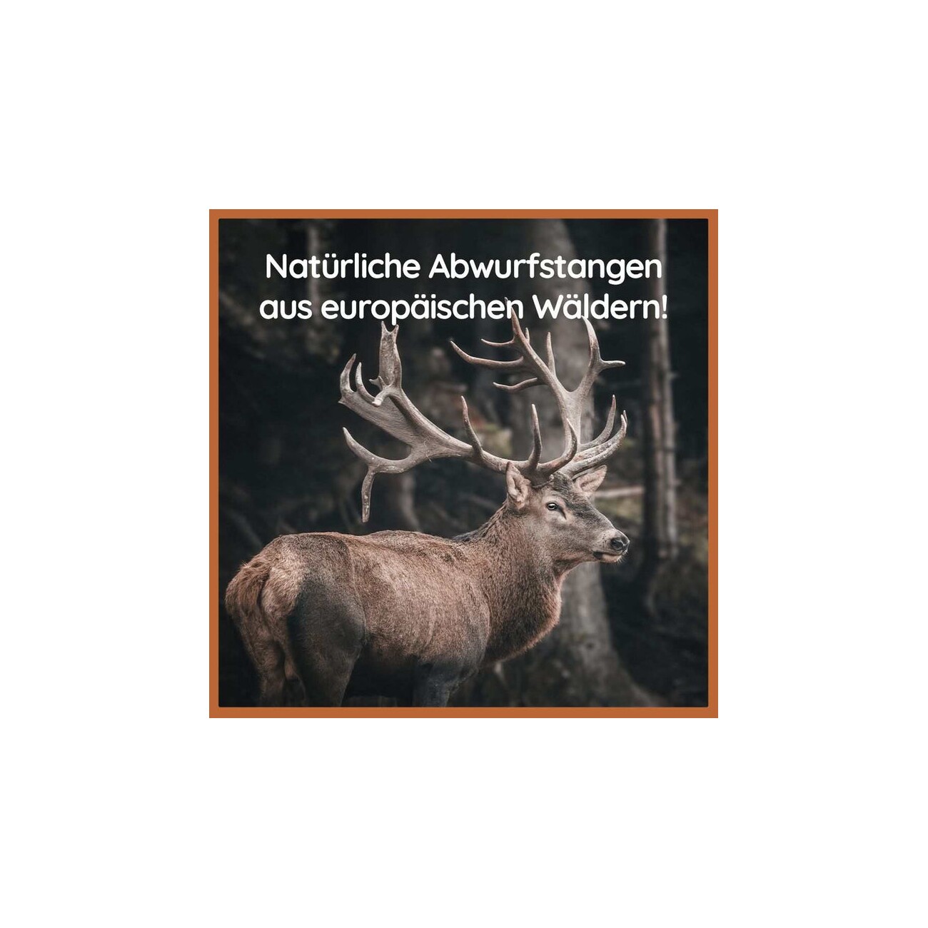 Wildfang ® halbes Rothirsch-Geweih Snack 3xS, 3x