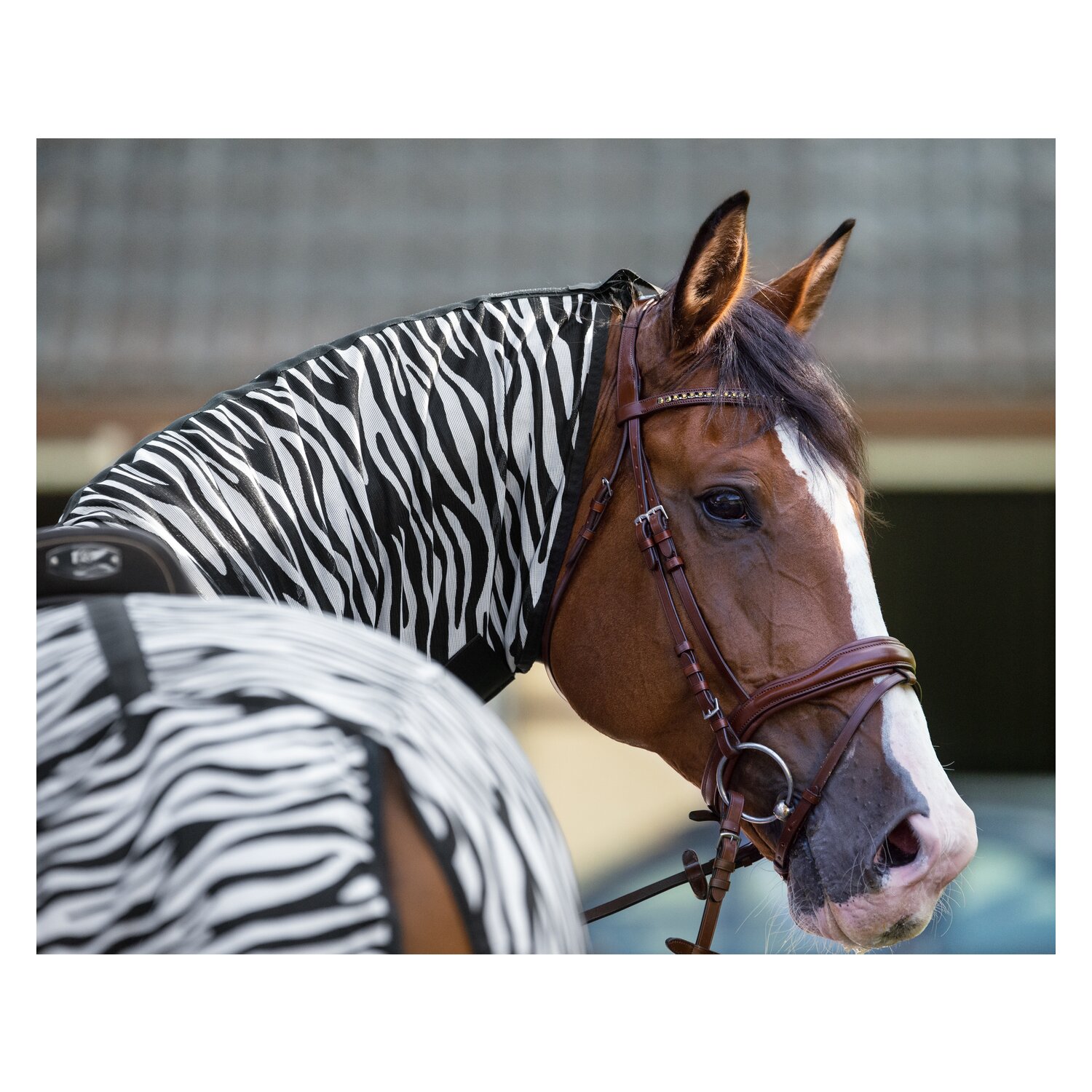 Horse-friends Ausreitdecke Moers mit Fransen  - zebra