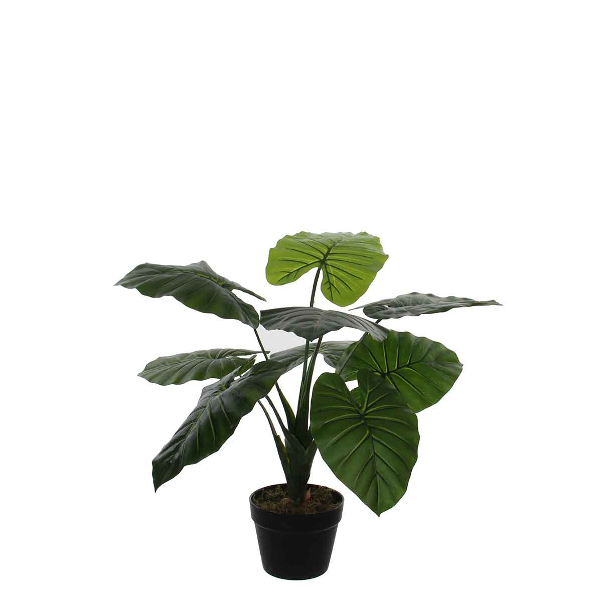 Taro artificielle vert en pot h60
