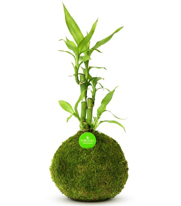 Kibonu Glücksbambus - Dracaena sanderiana