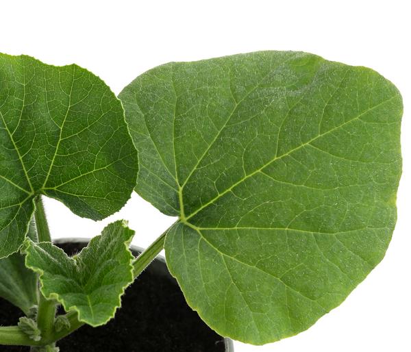 Speisekürbis 'Butternut'