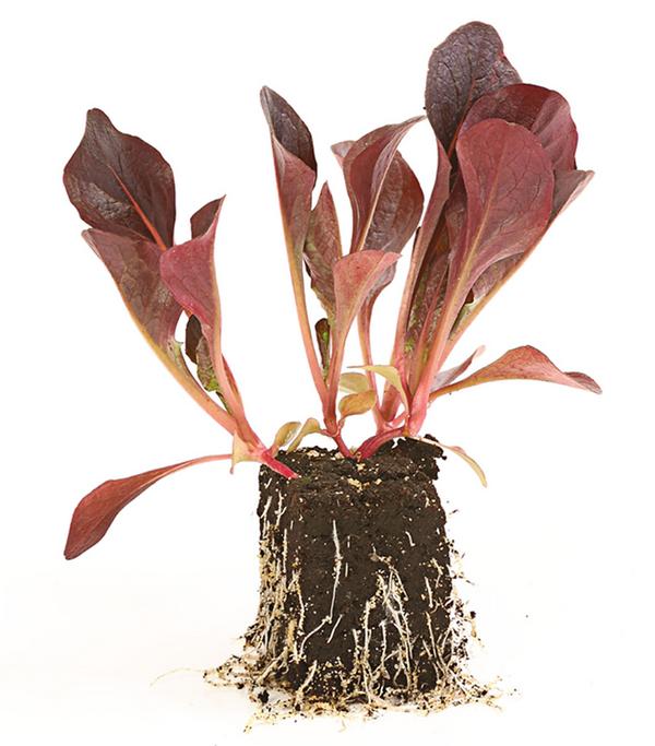 Feldsalat rot, 20er Schale