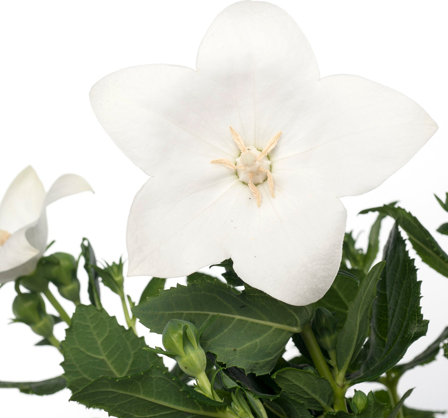 Ballonklokje (Platycodon grandiflorus 'Astra White') D 12 H 25 cm
