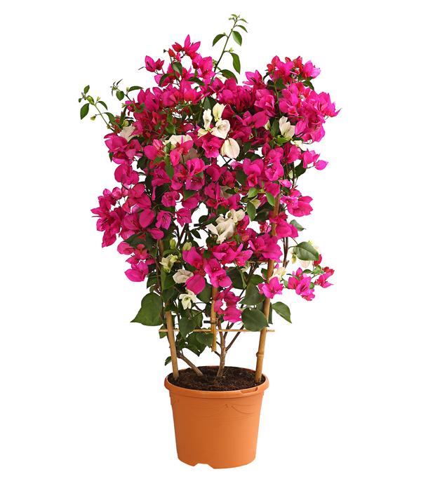 Drillingsblumen-Duo, Spalier