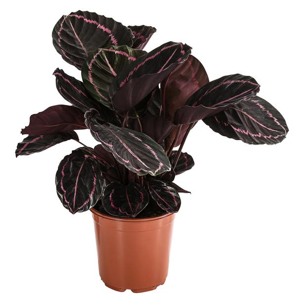 Korbmarante - Calathea 'Dottie'