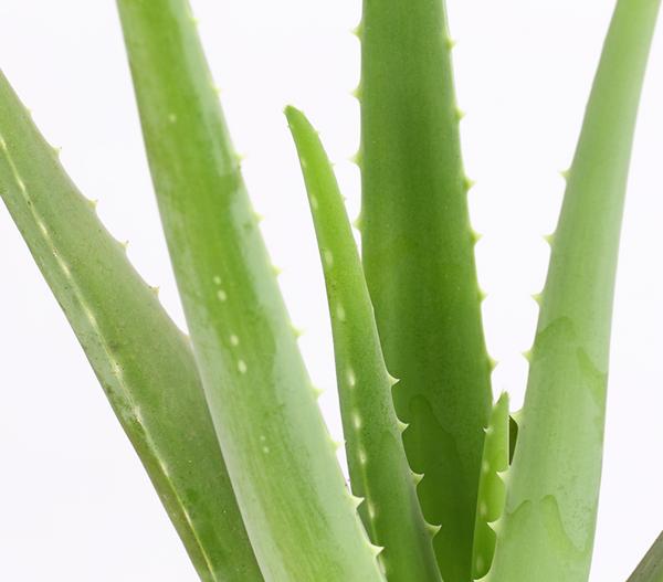 Echte Aloe - Aloe vera