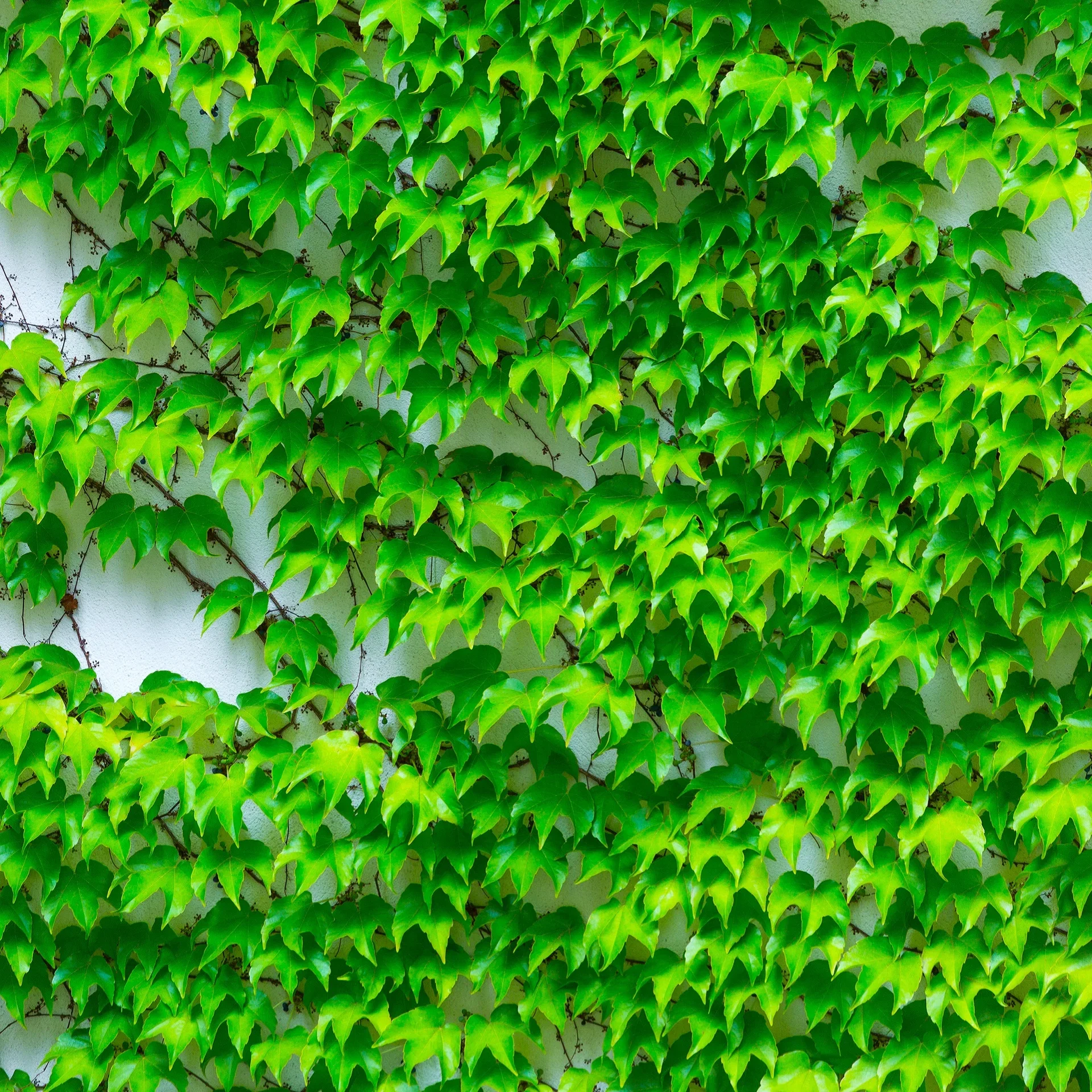 Parthenocissus tricuspidata 'Veitchii' Rådhusvillvin 'Veitchii' Ø15 cm