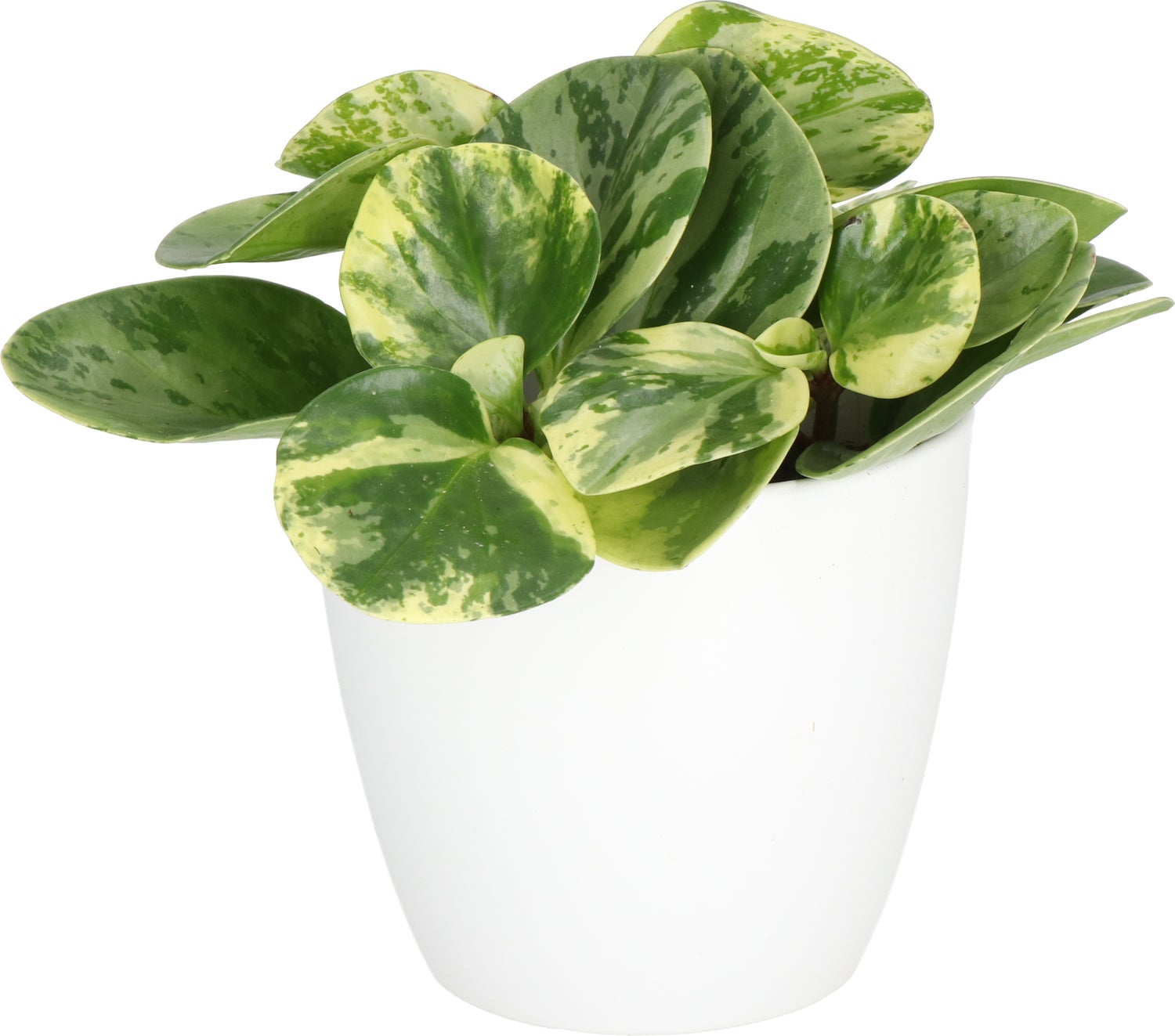 Peperomia (Peperomia obtusa 'Variegata') D 11 H 25 cm