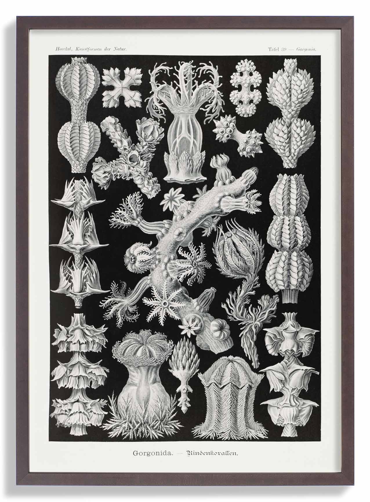 Gorgonida von Ernst Haeckel