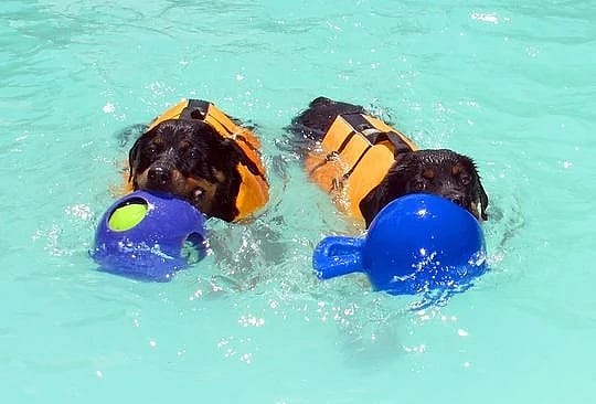 Jolly Tug-n-Toss hond 10 cm