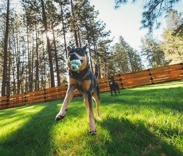 RUFFWEAR® Hundespielzeug Toadstool™