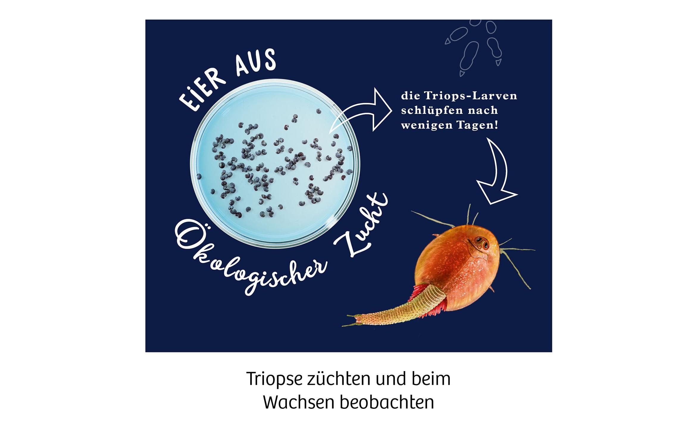 Experimentierkasten Fun Science – Triops züchtenErleben Sie die Krebse aus der Urzeit!