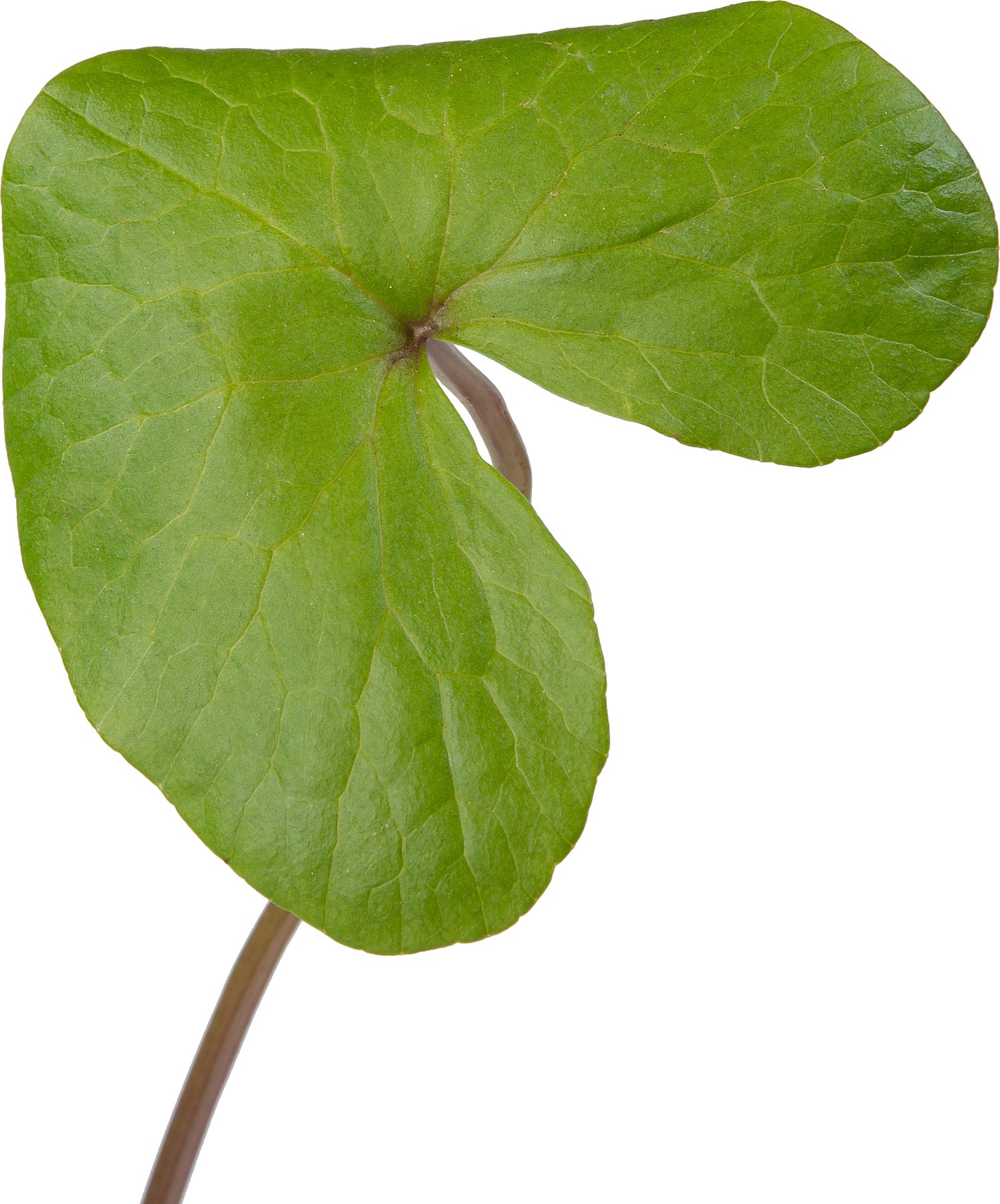 Dotterbloem (Caltha palustris) D 9 H 20 cm
